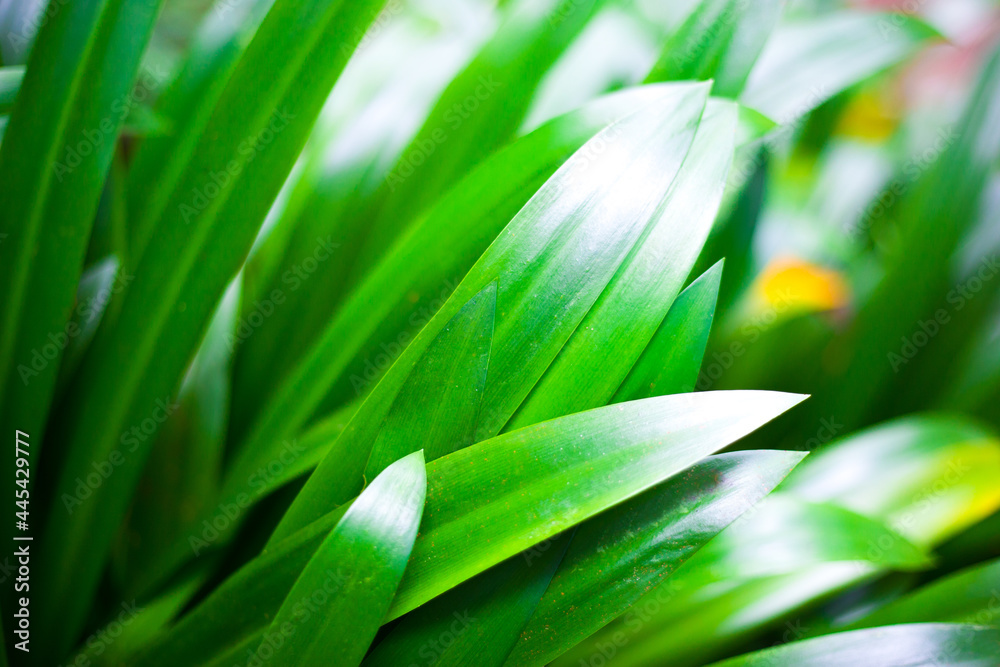 Fototapeta premium background of green leaves