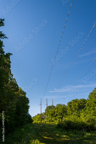 Power lines pass through a woodland.