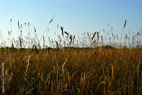 Golden hues of wild field grass in evening sunlight under clear skies before sunset. photo