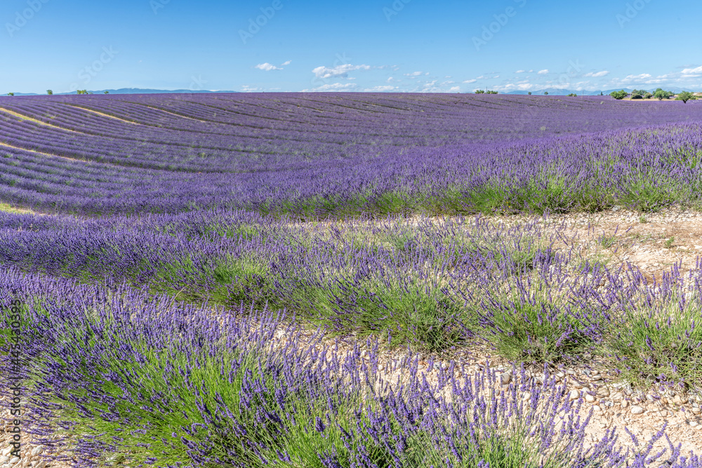 Naklejka premium Champ de Lavandes sur le plateau de Valensole en Provence