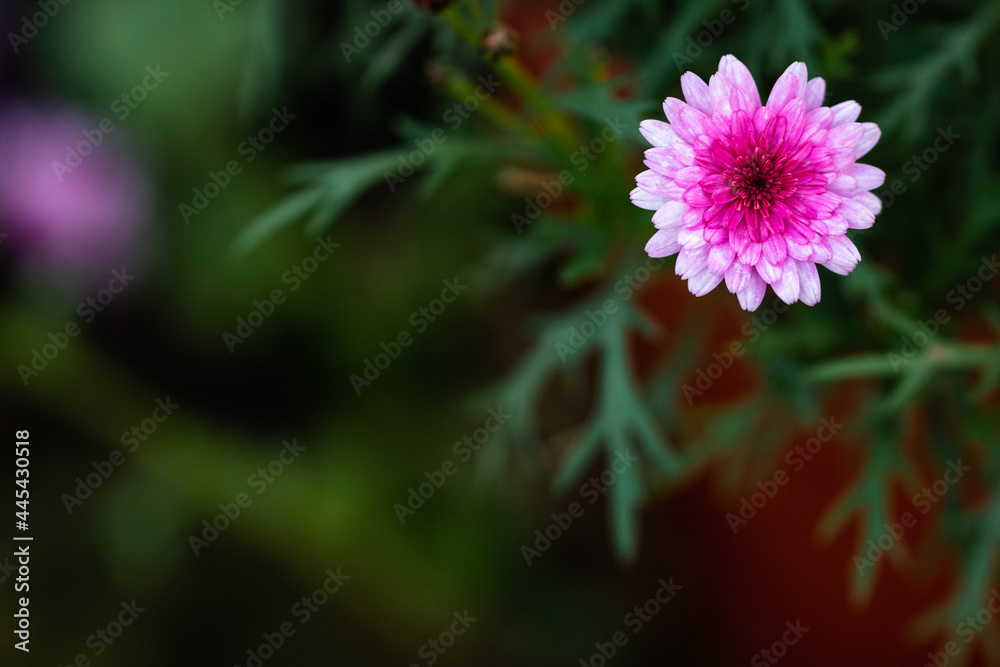 Obraz premium beautiful flowers on a dark background