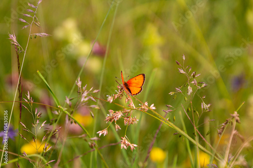male large copper butterfly (Lycaena dispar) on a blade of grass in mountain meadow of Pfossental (Naturpark Texelgruppe) Schnals Südtirol; biodiversity save the ecosystem concept photo