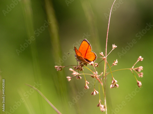 male scarce copper butterfly (Lycaena virgaureae) on daisy (leucanthemum) blossom in mountain meadow of Pfossental (Naturpark Texelgruppe) Schnals Südtirol; biodiversity save the ecosystem concept