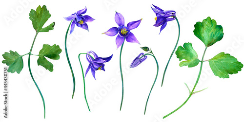 Fototapet Set of blue aquilegia flower in watercolor style isolated on white background