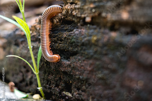 Close up millipede moving on old wooden