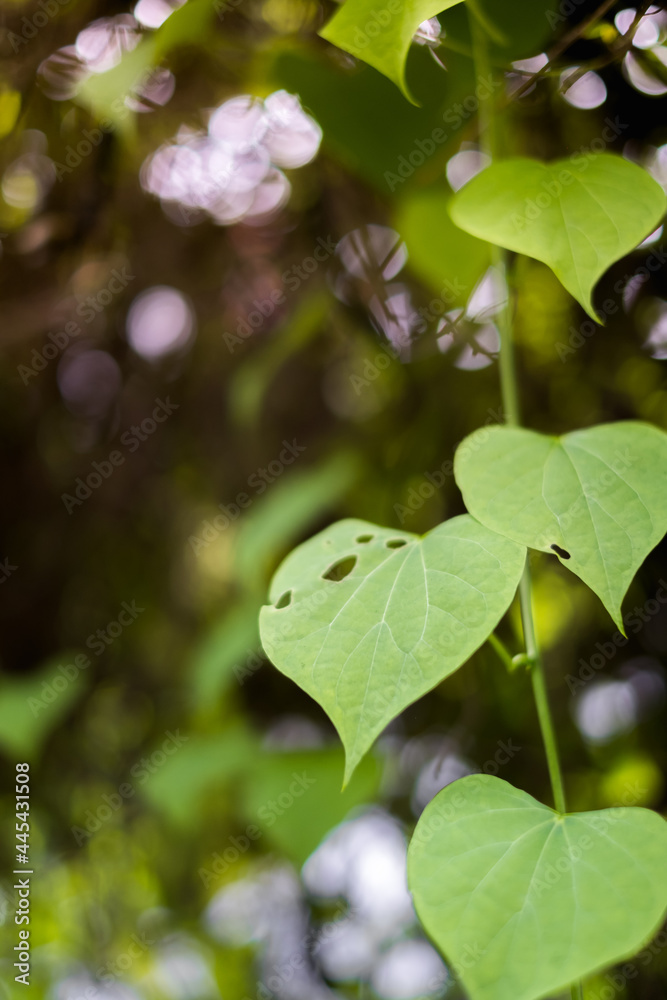 Green heart leaves in the garden with bokeh background Green heart leaves in the garden with bokeh background