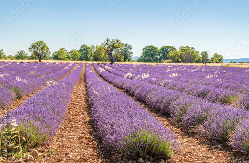 Champ de Lavandes sur le plateau de Valensole en Provence