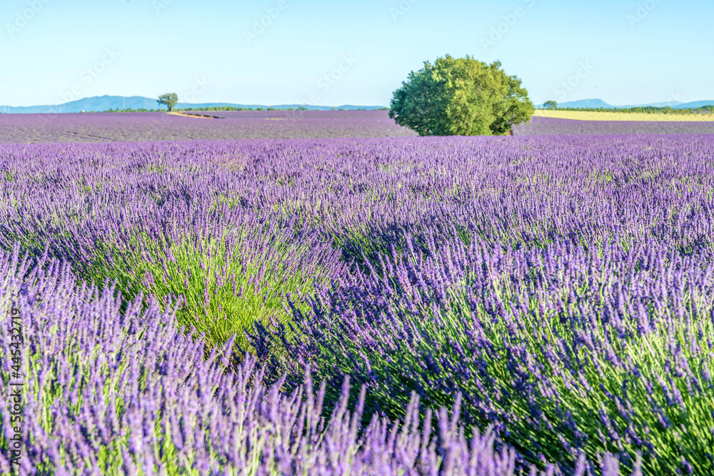 Fototapeta premium Champs de lavande en Provence sur le plateau de Valensole