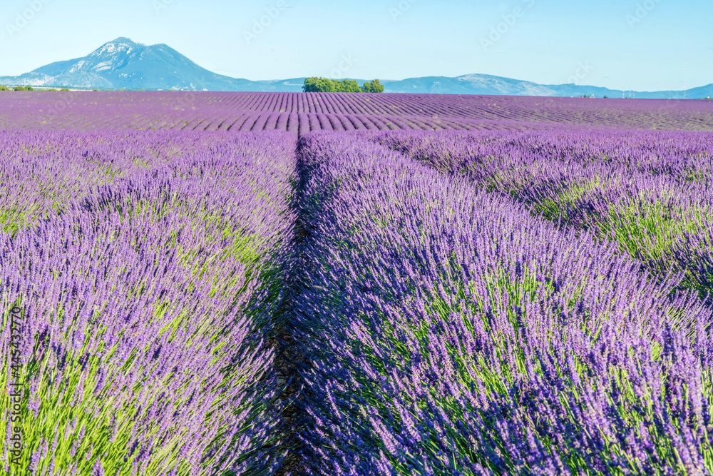 Naklejka premium Champs de lavande en Provence sur le plateau de Valensole