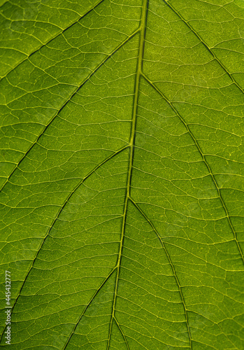 part of fresh green leaf with veins close-up