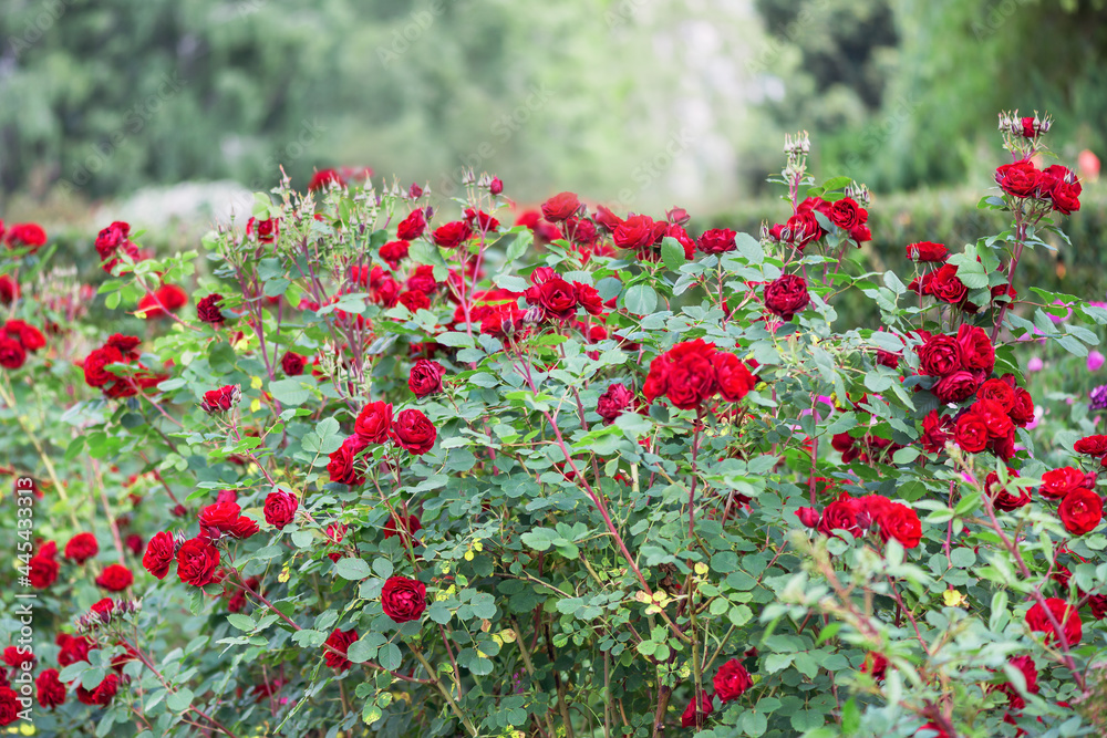 Floribunda rose 
