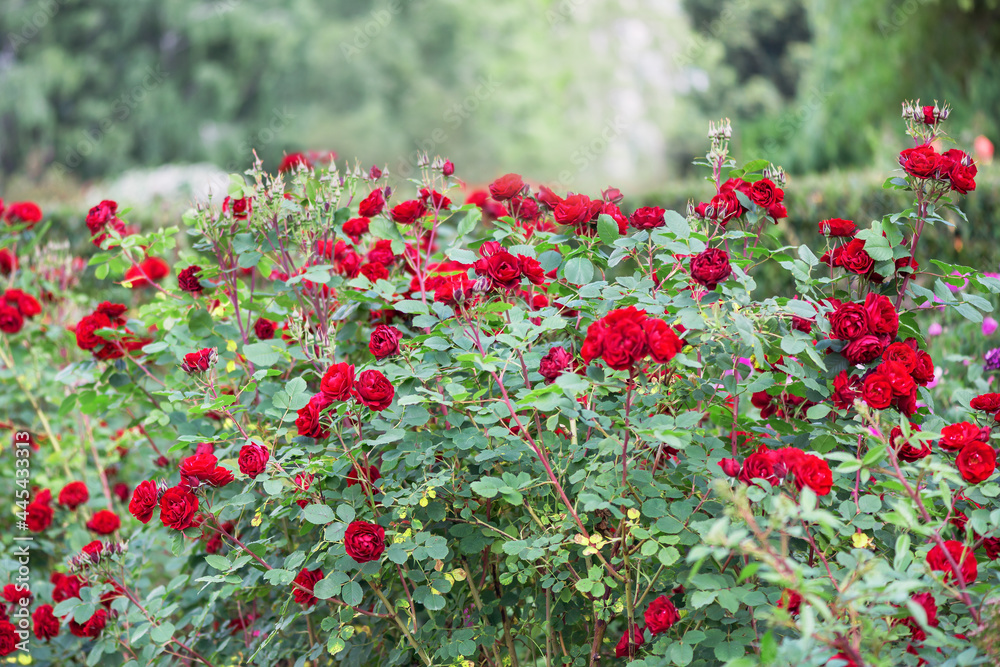 Floribunda rose Floribunda rose