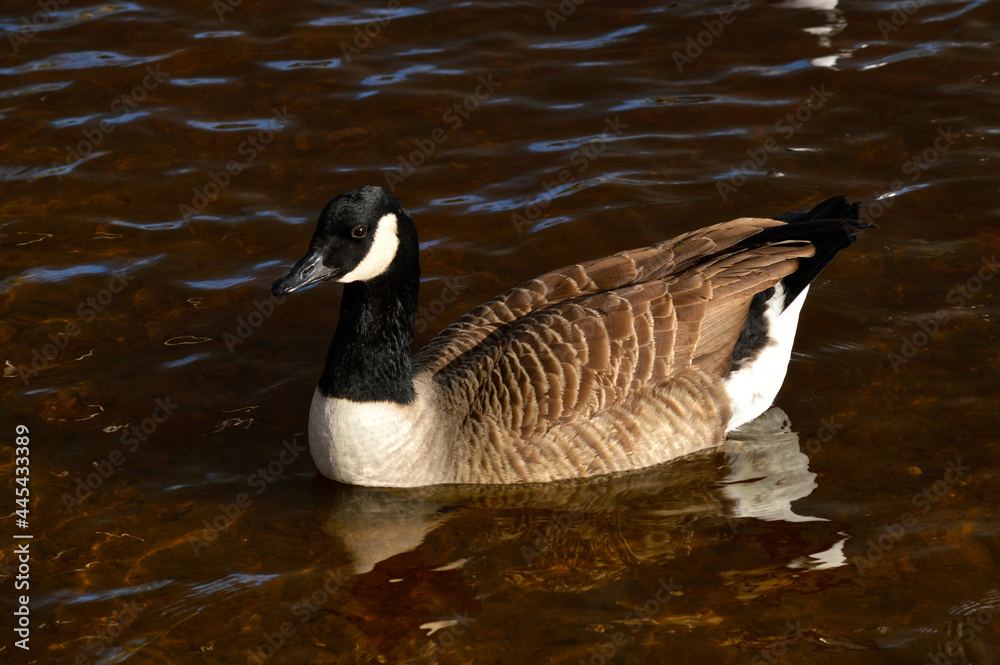 Fototapeta premium Canada goose swimming