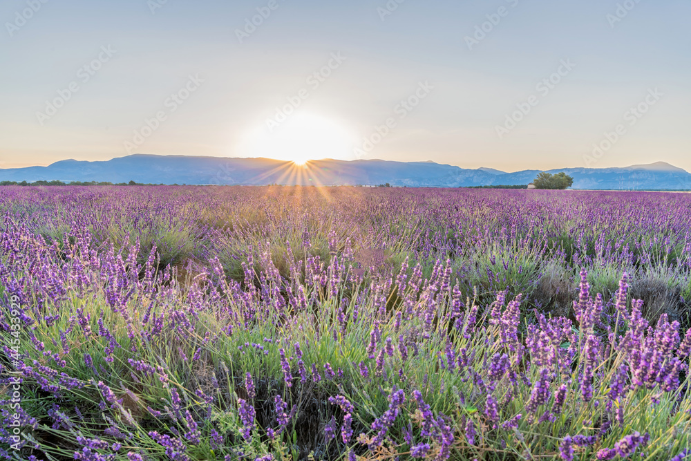 Fototapeta premium Coucher de soleil sur les champs de lavande en Provence sur le plateau de Valensole