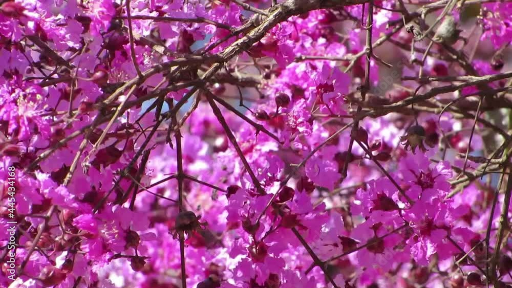 Purple flowering tree amazon rosewood also known as tulip wood