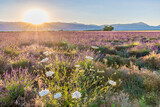 soleil levant sur un champ de lavande sur le plateau de Valensole en Provence
