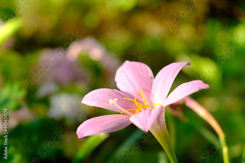 Fototapeta Naklejka Na Ścianę i Meble -  Beautiful pink rain lily flowers bloom, zephyranthes, zephyr flower 
