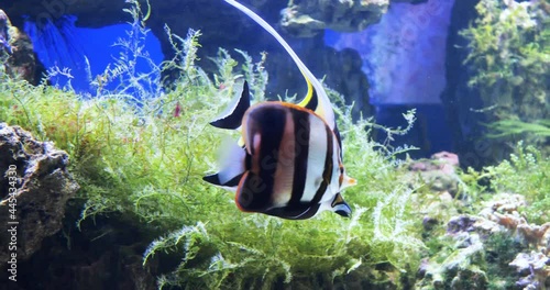 Underwater Tropical Fish and Coral Garden. Tropical underwater sea fishes. Underwater fish reef marine. Tropical colourful seascape.