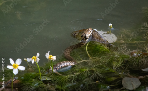 Fisch als Schlangenbeute photo