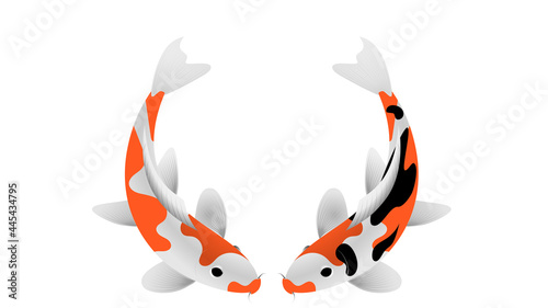 japanese koi carp white red black isolated on white background