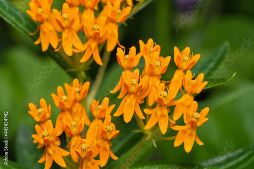 Butterfly Weed Flowers in Summer