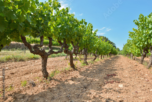 field of grape vine in summer with green foliage and grape growing