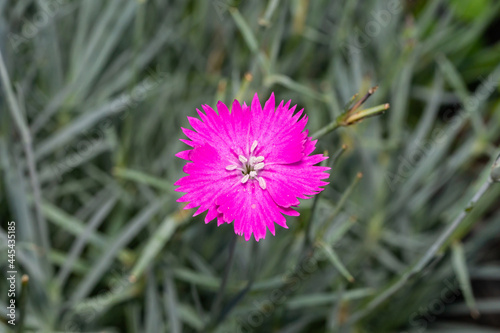 Dianthus Flower in Bloom in Summer