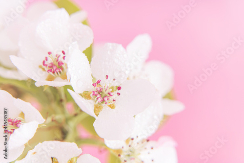 Blooming branch of apple tree with white flowers in front of pink background close-up