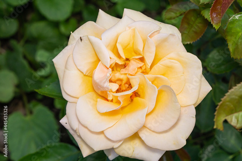 Rose Flower in Bloom in Summer
