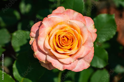 Rose Flower in Bloom in Summer