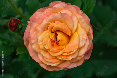 Rose Flower in Bloom in Summer