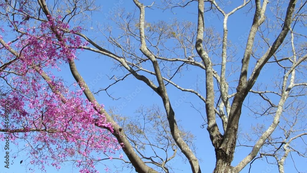 Partially flowering tree: amazon rosewood also known as tulip wood ( Physocalymma scaberrimum ). Typical brazilian savannah vegetation. Partially flowering tree: amazon rosewood also known as tulip wood ( Physocalymma scaberrimum ). Typical brazilian savannah vegetation.