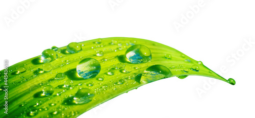 Beautiful transparent natural dew drops or rain on fresh grass leaf isolated on white background. Close-up macro detail.