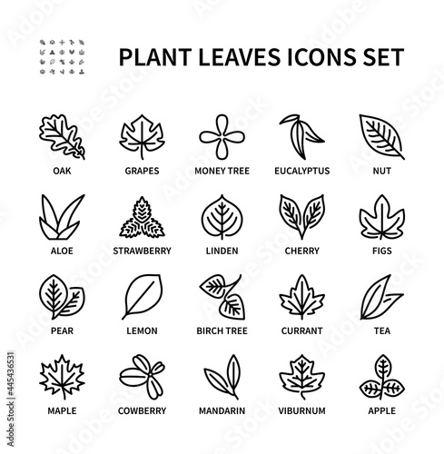 Leaves of different plants vector linear icon set. Plant leaf view. Isolated icon collection of leaves. Leaf plant symbol vector set.