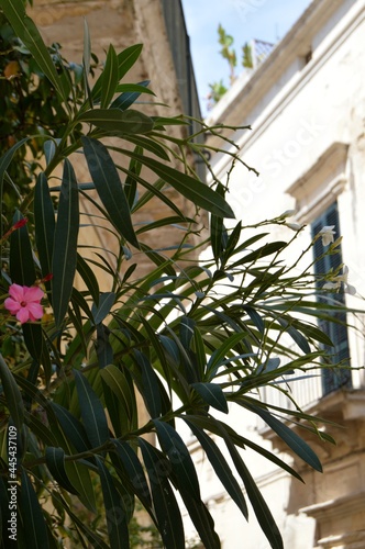 Lecce,Italy.The typical urban landscape of narrow italian streets with blooming oleander.