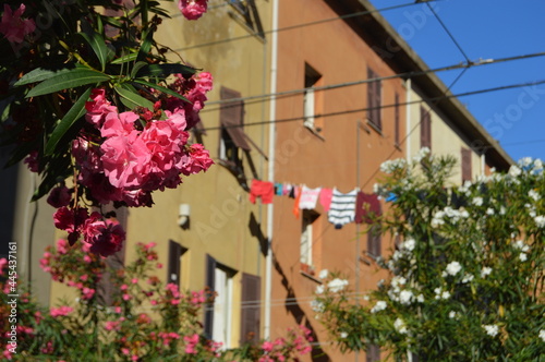 Lecce, Italy.The typical urban italian landscape with hanging linen and blooming oleanders.