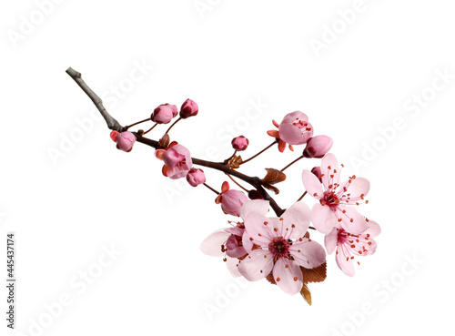 Obraz na płótnie Cherry tree branch with beautiful pink blossoms isolated on white