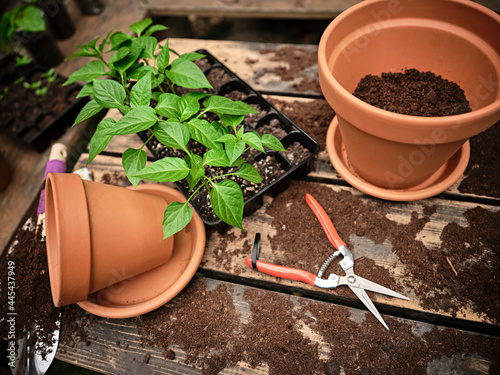 Seedling tray amidst flower pots and work tools on messy table with soil at garden
