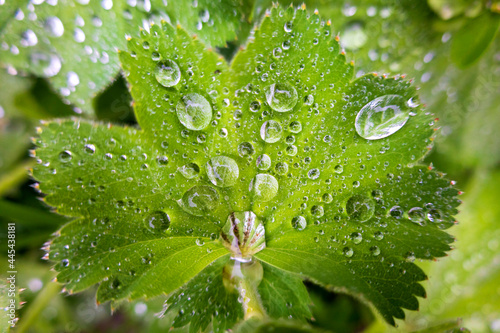 Ladys mantle (Alchemilla vulgaris) leaf covered in raindrops photo