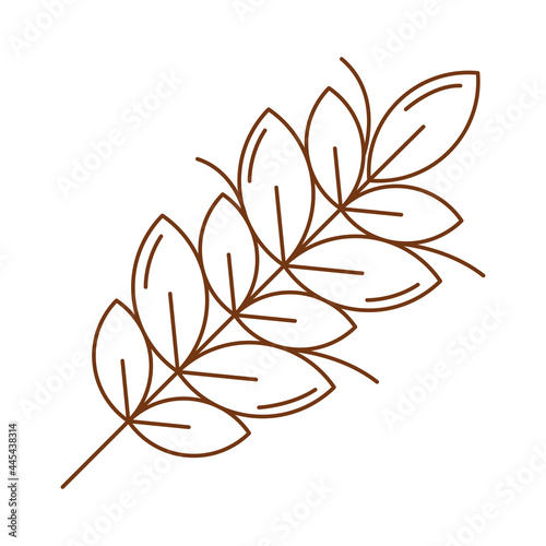wheat spike leafs