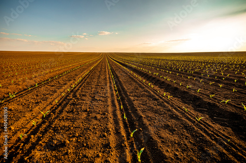Rows of corn seedlings growing in brown plowed field at sunset photo
