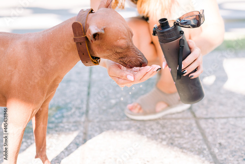 Woman pours water for her dog xoloitzcuintli, close up. © Ira_Shpiller
