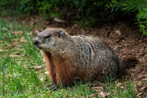 Groundhog in grass