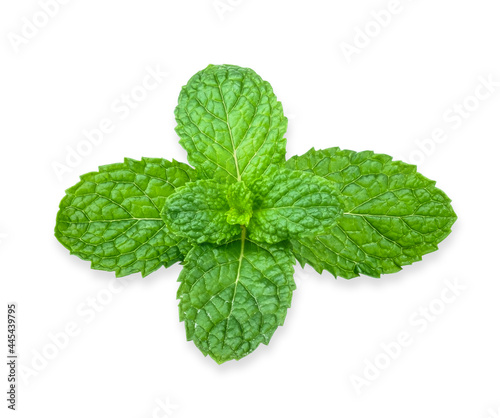 Fresh peppermint isolated on white background.