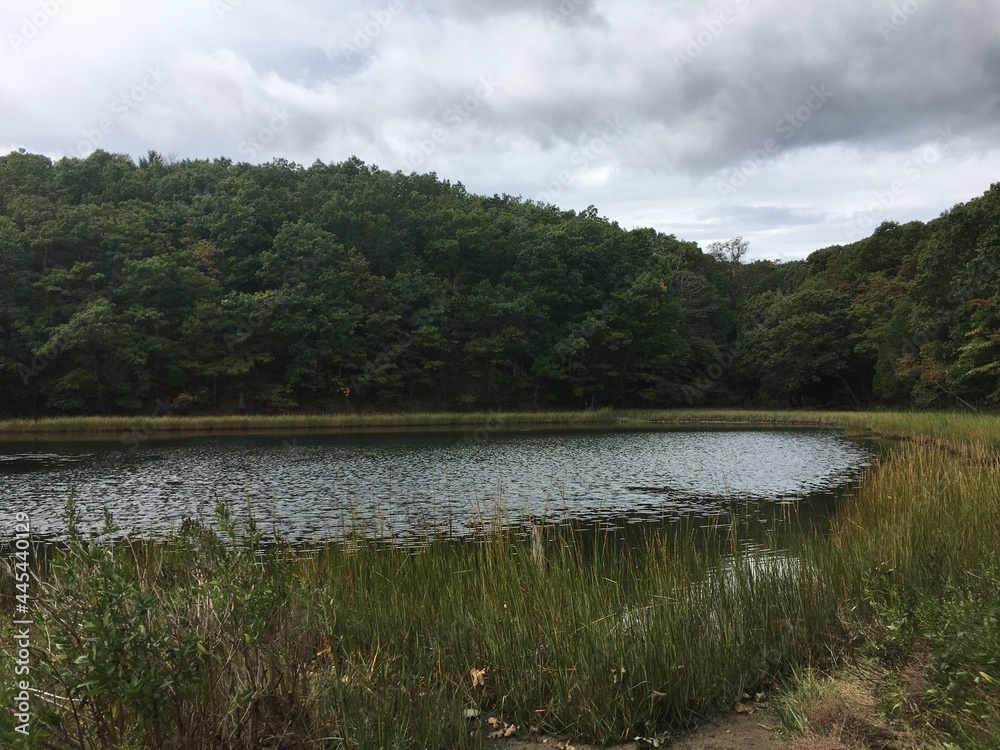 Lake in the woods