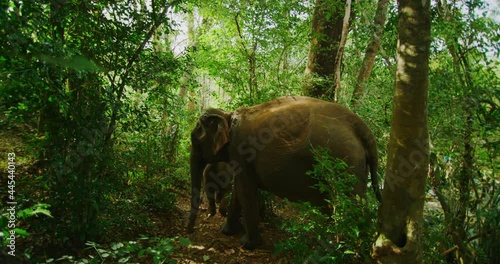 Following Two Elephants At A Elephant Sanctuary In Mondulkiri, Cambodia