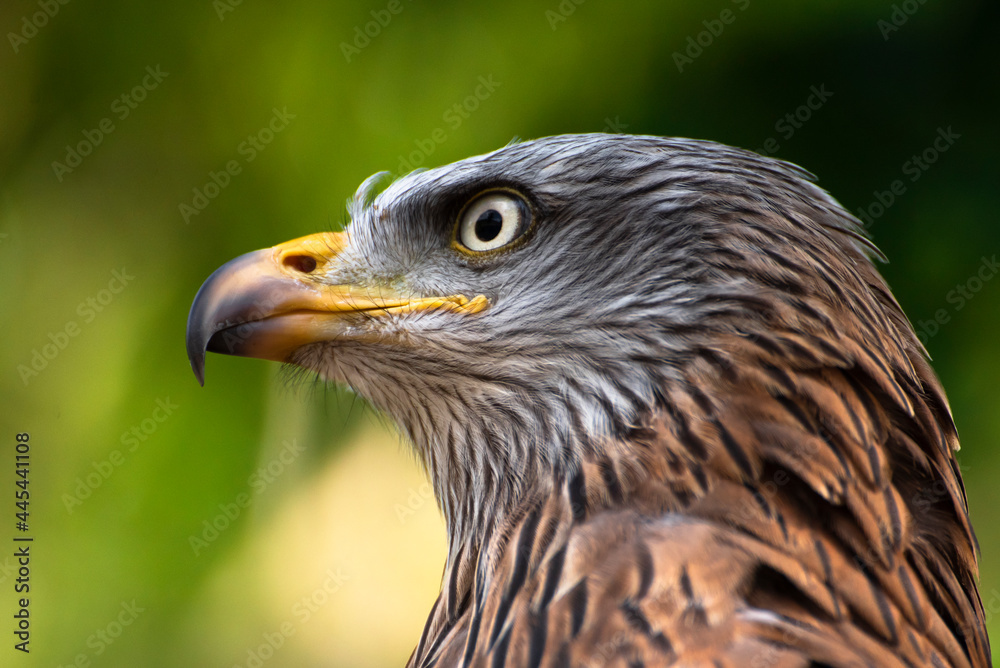 Stunning bird portrait in wild nature Stunning bird portrait in wild nature
