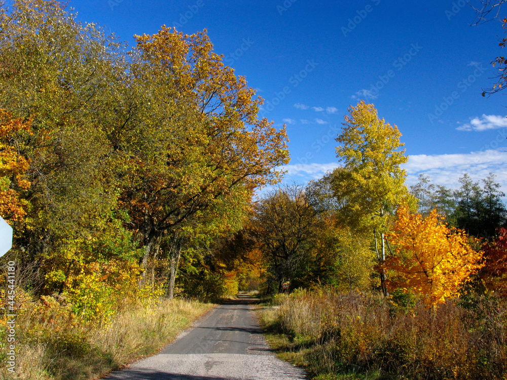 Fototapeta premium Bunte Blaetter verschoenern den Herbst. Colorful leaves brighten up the autumn. 