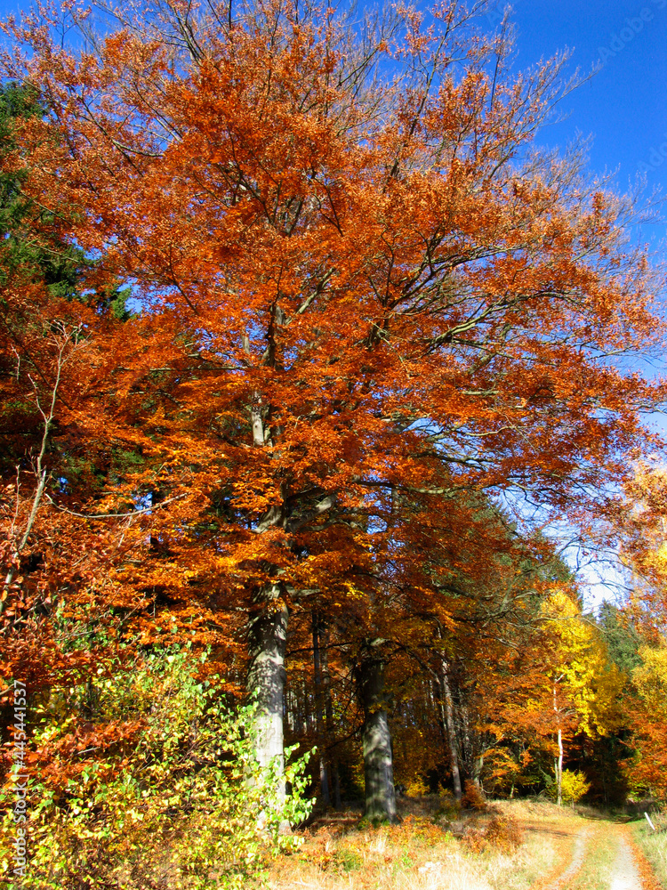 Bunte Blaetter verschoenern den Herbst. 
Colorful leaves brighten up the autumn. 