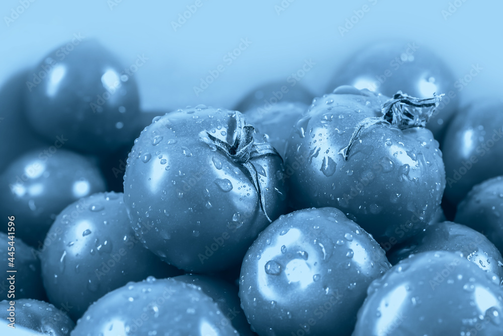 Close up shot of Fresh tomatoes in blue color tone Close up shot of Fresh tomatoes in blue color tone